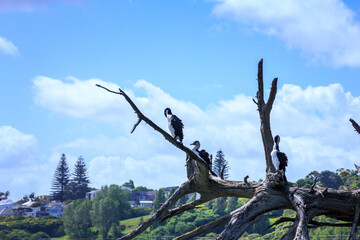 A group of New Zealand large shag (cormorant) perched on a tree branch. Wildlife of Orakei Basin,...