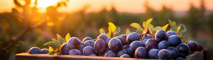Sloes harvested in a wooden box in an orchard with sunset. Natural organic fruit abundance. Agriculture, healthy and natural food concept. Horizontal composition, banner. - obrazy, fototapety, plakaty