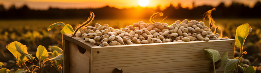 Soya beans harvested in a wooden box in a plantation with sunset. Natural organic fruit abundance. Agriculture, healthy and natural food concept. Horizontal composition, banner. - obrazy, fototapety, plakaty