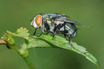 Macro image of a fly perched on a green leaf. Detailed subject. Concepts of nature and biodiversity.