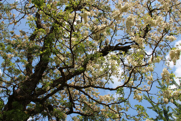 Obraz premium blooming tree in a park in apremont-sur-allier in france