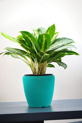 A Potted Plant on Table, Copy Space