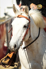 Horse, western horse close-up in the sunshine, discipline Plesure.