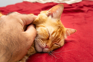 petting an orange tabby cat that is sleeping on the bed