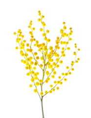 Branch of blooming Mimosa  isolated on white background. Selective focus - 743668534
