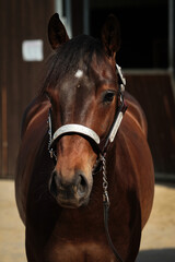 Horse, western horse close-up in the sunshine, discipline Plesure.