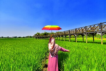 The Cengklik Reservoir wooden bridge over beautiful rice fields is now a popular tourist...