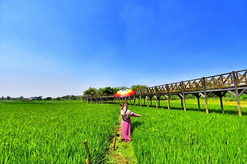 The Cengklik Reservoir wooden bridge over beautiful rice fields is now a popular tourist...