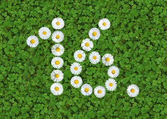 number written with daisies (bellis perennis) on green clover