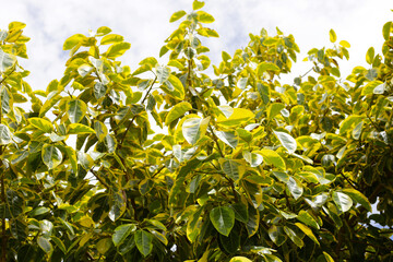 Yellow and green leaves of ficus altissima variegata tree
