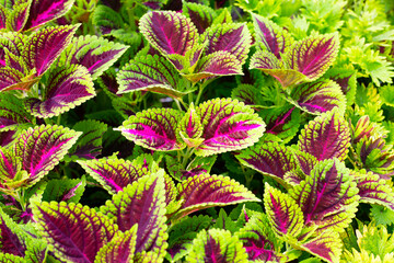 Colorful leaves of coleus or painted nettle plant