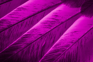 violet feather pigeon macro photo. texture or background