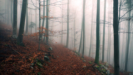 Magic foggy autumn seasonal beech tree forest trees with path.