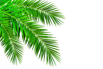 Realistic palm leaf isolated on white background. Evergreen tropical plants. decoration element for...