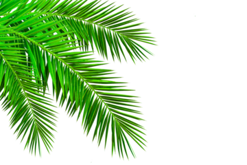 Realistic palm leaf isolated on white background. Evergreen tropical plants. decoration element for summer season