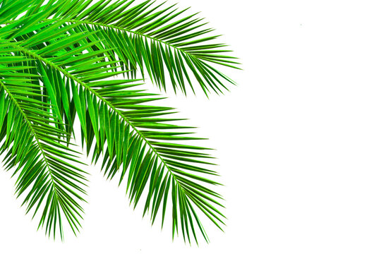 Realistic palm leaf isolated on white background. Evergreen tropical plants. decoration element for summer season