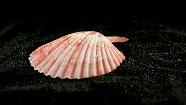 Pecten Seashell on a black sand 4K
