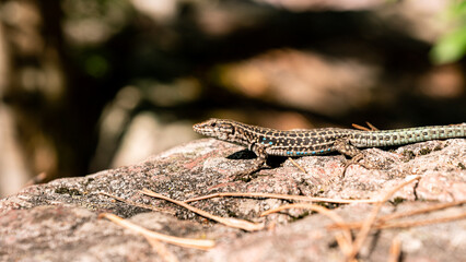 Hike in Bonifatu to the Spasimata footbridge in Corsica