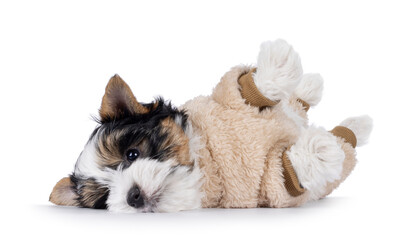 Very cute Biewer Terrier dog pup, laying side ways on back with paws in the air wearing beige fake fur body suit. Looking straight to camera. Isolated on a white background.