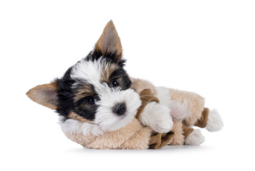 Very cute Biewer Terrier dog pup, lrolling over side ways wearing beige fake fur body suit. Looking straight to camera. Isolated on a white background.