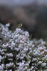 Blühende weiße Schneeheide im Garten
