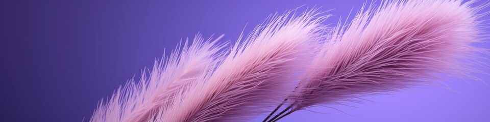 A reed on a purple background.Fluffy pampas grass. Background of reed panicles.Abstract texture. A place for the text.