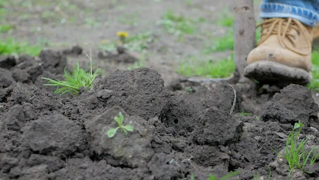 Planter is diligently turning soil with his pitchfork to prepare it for planting. Soil is now loose and ready to nourish seeds soon be planted. Quality of soil is essential for successful harvest