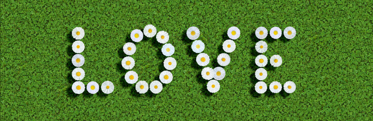 words written with daisies (Bellis Perennis) on green clover © Andreas