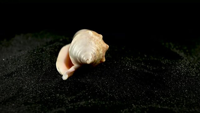 Strombidae Seashell on a black sand 4K