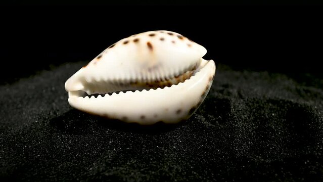 Tiger Cowrie Seashell on a black sand 4K