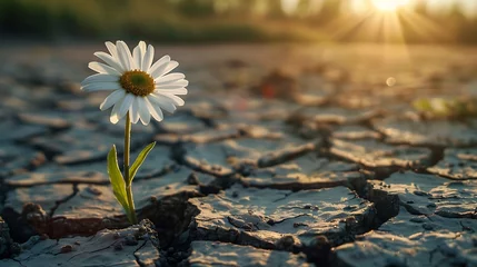 Zelfklevend Fotobehang One daisy flower sprouts through dry cracked soil. Generative Ai © Handz