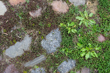 View from above of cobblestones and plants in the joints