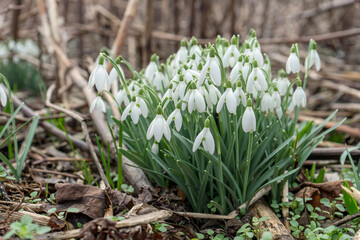 Detail shot of blooming snowdrops in the garden