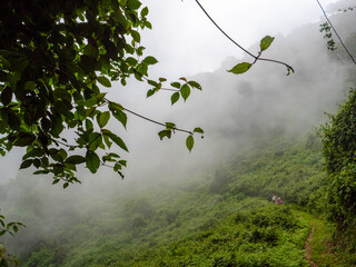 Aufem Kilembe Trail im Ruwenzori Gebirge in Uganda.