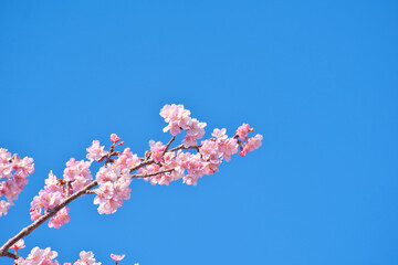 河津町の河津桜