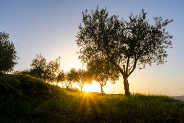 Olive trees at sunset on the mountain. n Douro valley near Pinhao village, heritage of humanit - obrazy, fototapety, plakaty