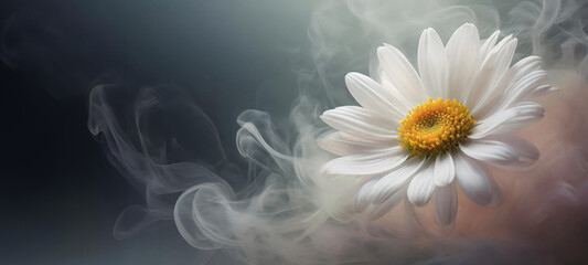 Makro kwiat,  wiosenna stokrotka. Abstrakcje kwiatowe z dymem, puste miejsce