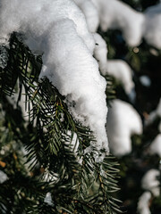 Fir branch under snow close-up