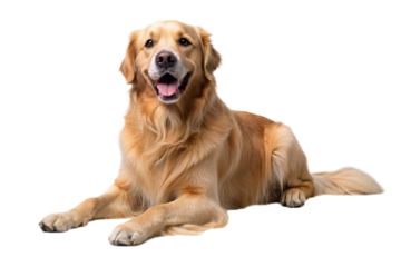 Golden Retriever dog on a transparent background