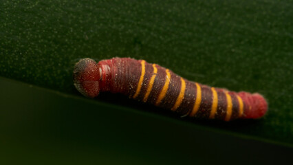 a small red and yellow caterpillar walking on a green leaf