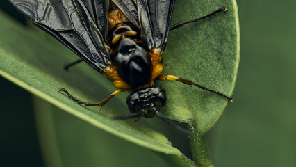 Black and yellow insect, Fly Sierra del Sen del Campo Adurgoa gonagra © DiazAragon