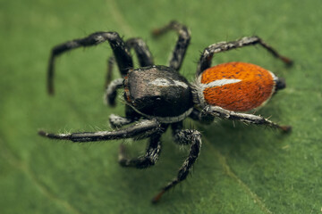 An orange and black Jumper Spider perched on a green leaf - Powered by Adobe