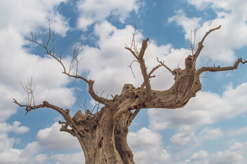 Silueta del tronco de un viejo olivo muerto en España. Imagen de la silueta del árbol con un...