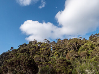 Aufem Kilembe Trail im Ruwenzori Gebirge in Uganda.