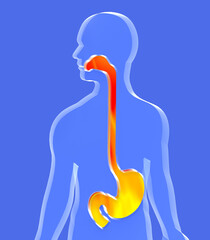 Fototapeta premium 3d illustration of stomach and esophagus to the mouth with indigestion. Showing the digestive system in transparent glass relief on human silhouette on blue background.