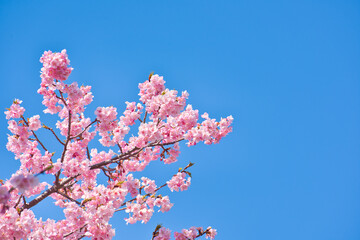 河津町の河津桜