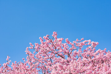 河津町の河津桜