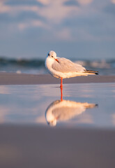 Seagull on the beach with reflection