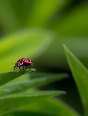 Bright Red Insect