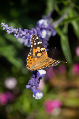 Butterfly Garden